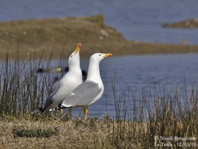 Les Mouettes Amoureuses Villa Louannec Dış mekan fotoğraf